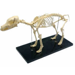 Скелет собаки, анатомическая модель