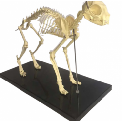 Скелет кошки, анатомическая модель
