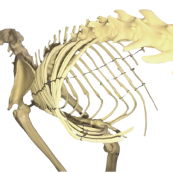 Скелет кошки, анатомическая модель