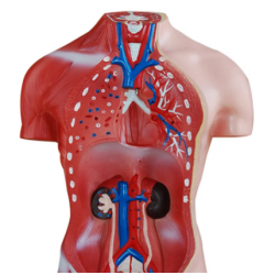 Женский торс с мышцами и съемными органами 42 см, 15 частей