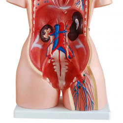 Модель торса человека двуполая 85 см, 23 части YL-204