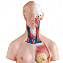 Модель торса человека двуполая 85 см, 23 части YL-204
