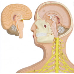 Анатомическая модель нервной системы человека UL