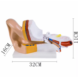 Модель анатомии человеческого уха, 3-кратное увеличение