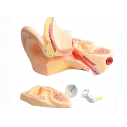 Гигантская модель уха 5-кратное увеличение, 6 частей UL