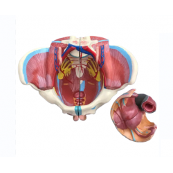 Модель женского таза со связками, мышцами тазового дна и органами UL