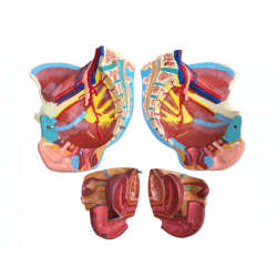 Модель женского таза со связками, мышцами тазового дна и органами UL