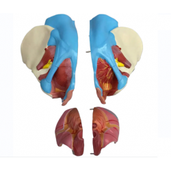 Модель женского таза со связками, мышцами тазового дна и органами UL