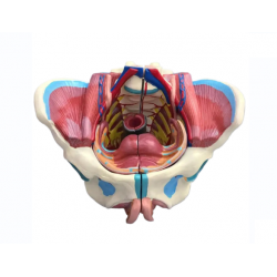 Модель женского таза со связками, мышцами тазового дна и органами UL