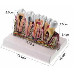 Анатомическая модель зубов Ul