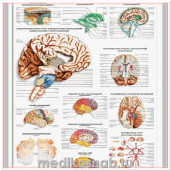 Медицинский плакат Мозг человека