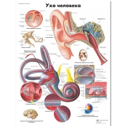 Медицинский плакат Ухо человека
