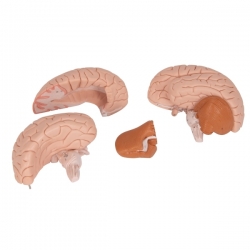 Модель мозга, 4 части