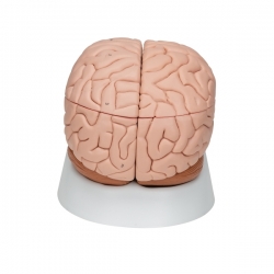 Модель мозга, 8 частей