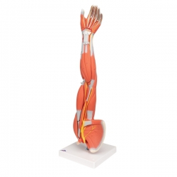 Модель руки с мышцами, 6 частей