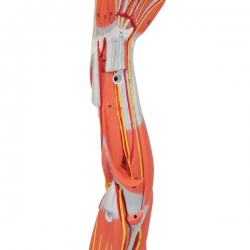 Модель руки с мышцами, 6 частей