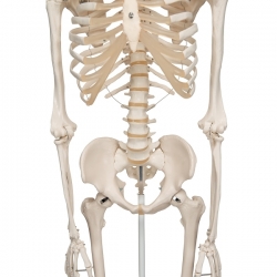 Модель скелета «Stan», на 5-рожковой роликовой стойке