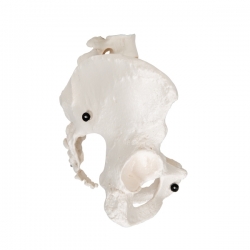 Модель скелета женского таза