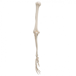 Модель скелета руки