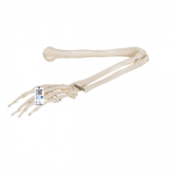 Модель скелета руки