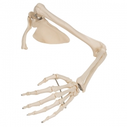 Модель скелета руки с лопаткой и ключицей