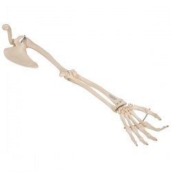 Модель скелета руки с лопаткой и ключицей