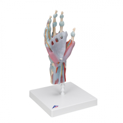 Модель скелета руки со связками и мышцами