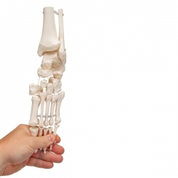Модель скелета стопы с фрагментами большеберцовой и малоберцовой костей, на гибком креплении