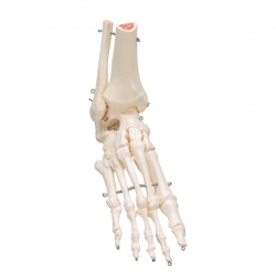 Модель скелета стопы с фрагментами большеберцовой и малоберцовой костей, на проволочном креплении