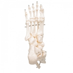 Модель скелета стопы с фрагментами большеберцовой и малоберцовой костей, на проволочном креплении