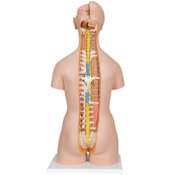 Модель торса человека, бесполая, с открытыми шеей и спиной, 18 частей