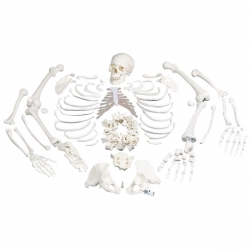 Модель целого скелета, разобранная, с черепом из 3 частей