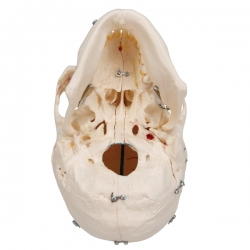 Модель черепа человека класса «люкс», 10 частей