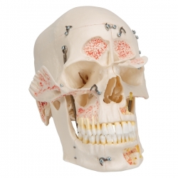 Модель черепа человека класса «люкс», 10 частей