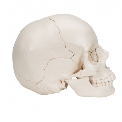 Модель черепа человека, разборная, 22 части