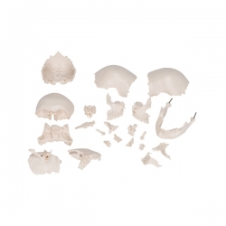 Модель черепа человека, разборная, 22 части