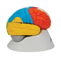 Нейро-анатомическая модель мозга, 8 частей