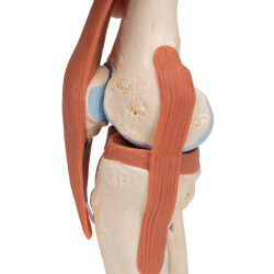 Функциональная модель коленного сустава класса «люкс»