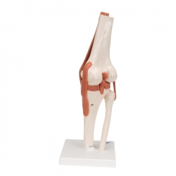 Функциональная модель коленного сустава