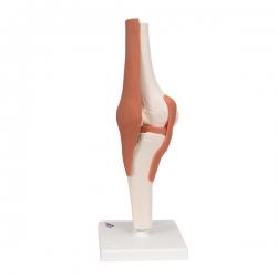 Функциональная модель коленного сустава