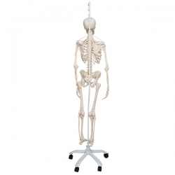 Функциональная модель скелета «Frank», подвешиваемая на роликовой стойке