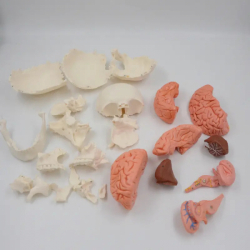 Анатомическая модель человеческого черепа 22 компонента UL-01