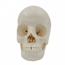 Анатомическая модель человеческого черепа 22 компонента UL-01