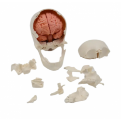 Разборная модель человеческого черепа с мозгом, 30 компонентов