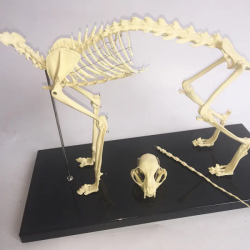 Модель  скелета кошки для исследований UL-11