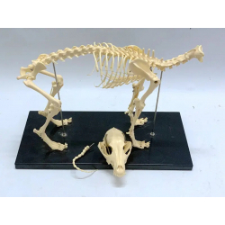 Модель собачьего скелета UL-ylxv7