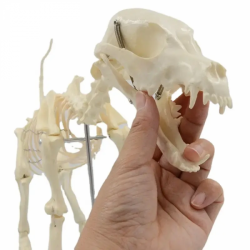 Модель собачьего скелета UL-ylxv7
