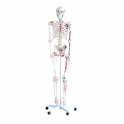 человеческий скелет в натуральную величину 180 см UL-00
