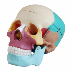 Мини-модель черепа с 15 частями 1/2 размера UL-0072