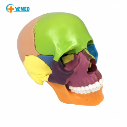 Мини-модель черепа с 15 частями 1/2 размера UL-0072